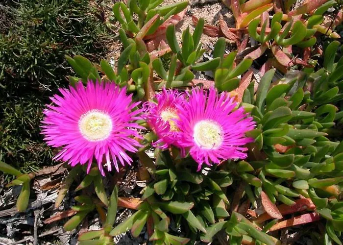 Casa Magda Nyaraló *